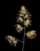 Dactylis glomerata - Grass 19-3359